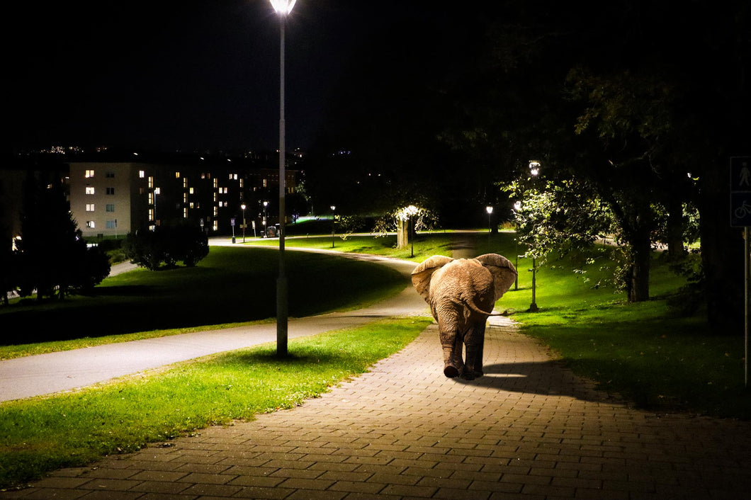Babyelefant i Tøyenparken