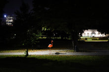 Last inn bildet i Galleri-visningsprogrammet, Flamingo i Tøyenparken
