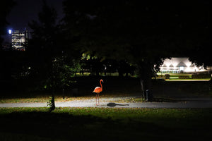 Flamingo i Tøyenparken